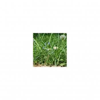 Photo Background - meadow - 20x20 - Cube